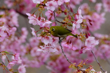 メジロと河津桜