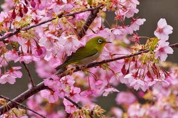 メジロと河津桜
