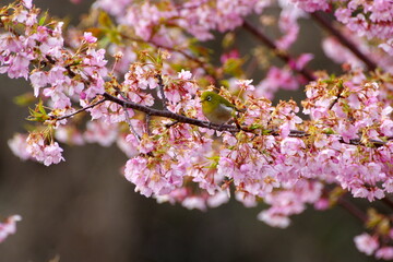 メジロと河津桜