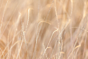 Golden hour sunlight on wild grass field