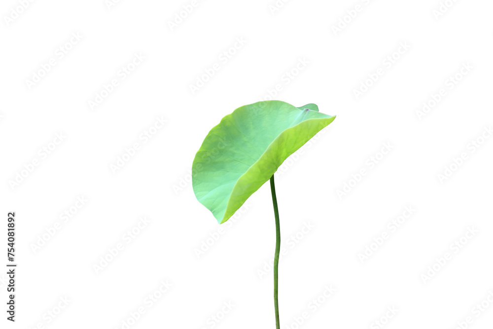 Wall mural isolated waterlily or lotus leaf with clipping paths.
