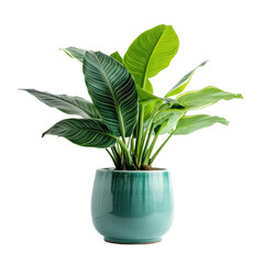 ornamental plant on green pot, green plant of tropical plants bush (Monstera, palm, rubber plant, pine, bird's nest fern). PNG, cutout, or clipping path.	
