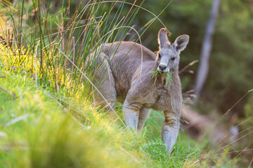 Grazing Kangaroo in the Lush Green Meadow in Kennett River, Australia