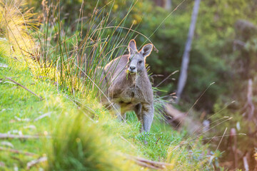 Golden Hour Serenity with a Majestic Kangaroo, Kennett River, Australia