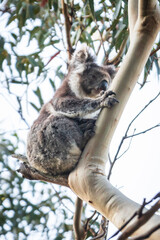 Serene Koala in its Natural Eucalyptus Haven, Kennett River, Australia