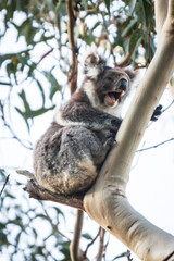 Koala’s Quiet Afternoon on a Eucalyptus Perch