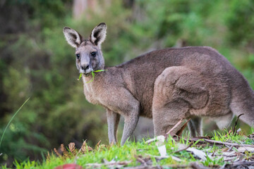 Serene Kangaroo Basking in Lush Greenery
