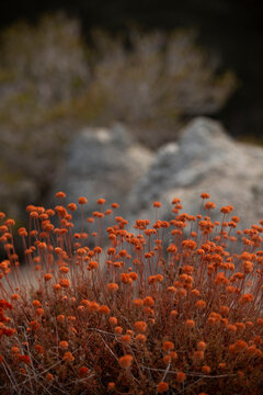 Afternoon view of wildflowers in the San Gabriel Mountains of the Angeles National forest.