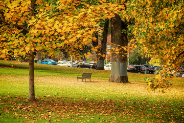 A lone chair covered by fallen leaves in Fitzroy Garden in Melbourne in the autumn