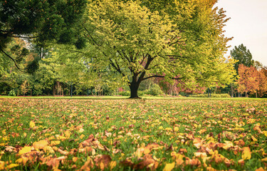 The view of a tree and grass covered by fallen leaves in Fitzroy Garden in Melbourne in the autumn