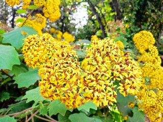 Velvet groundsel: a species of Roldana, its botanical name is Roldana petasitis.
