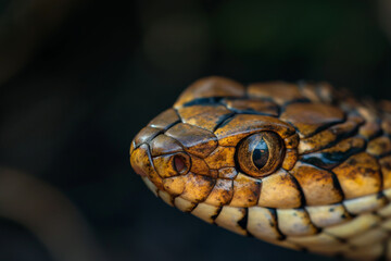 Naklejka premium snake eyes, closeup shot, zoom Snake slithering through grass with piercing eyes and flicking tongue