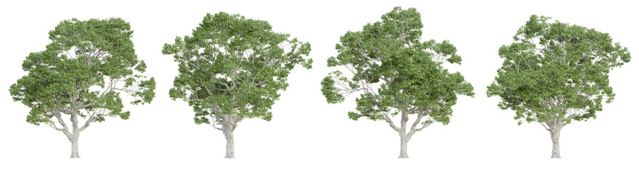 Fototapeta premium Castanea sativa tree isolated on transparent background, png plant, 3d render illustration.