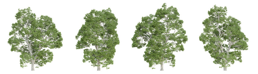 Castanea sativa tree isolated on transparent background, png plant, 3d render illustration.