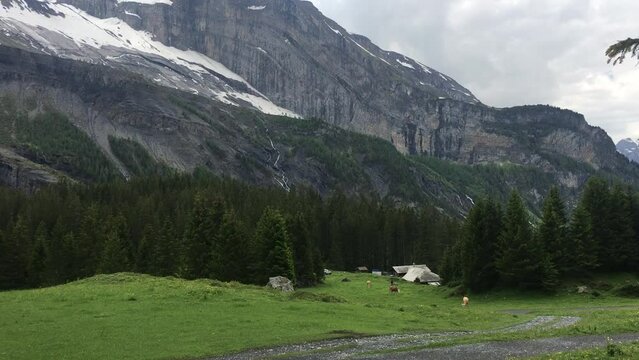 여유로운 산에서의 소의 종소리
the sound of a cow's bell in a leisurely mountain