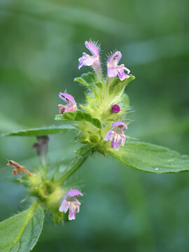 Bifid Hemp-nettle, Galeopsis bifida, wild flowering plant from Finland