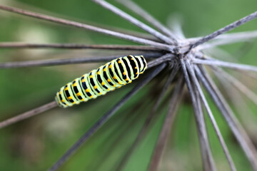 Caterpillar of old world Swallowtail, Papilio machaon, butterfly from Finland