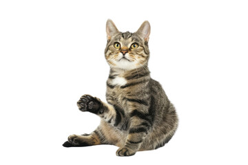Fototapeta premium Playful Tabby Cat Sitting Upright and Raising Paw, Symbolizing Curiosity and Playfulness.