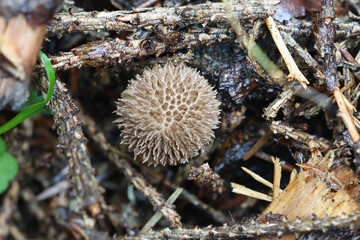 Dusky puffball, Lycoperdon nigrescens, known as  wild fungus from Finland