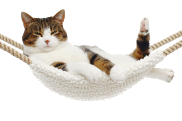 Relaxed Tabby and White Cat Lounging in a Hammock, Highlighting the Concept of Comfort and Ease.