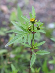 Threelobe beggartick, Bidens tripartita, also known as Trifid Bur-marigold or Tickseed, wild plant from Finland