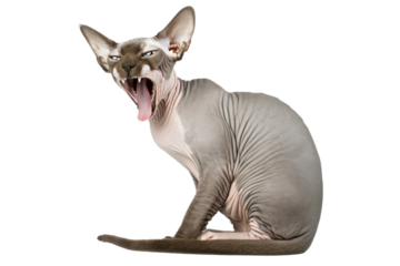 Sphynx Cat Hissing with Bare Skin, Highlighting the Breed's Unique Appearance and Behavior.