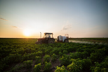 Fototapeta premium Tractor spraying pesticides on vegetable field with sprayer