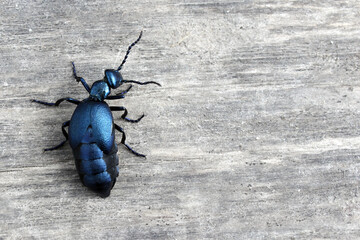 Violet oil beetle (Meloe violaceus) on a gray weathered plank background in spring close up, macro. Parasite of honey bees.