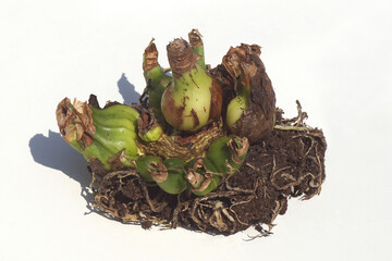 Old amaryllis bulb, the “mother” bulb with many side bulbs, called an offset or bulblet. With roots and earth. White background. Netherlands, March.