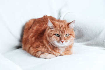 Fototapeta premium Ginger cat relaxing on a couch. Pet at home.