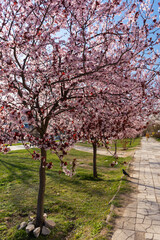 Beautiful spring pink cherry plum blossom background. Abstract pastel delicate banner. A dreamy romantic image of spring. Light blue and light pink shades. Atmospheric natural background. Spring time