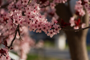 Beautiful spring pink cherry plum blossom background. Abstract pastel delicate banner. A dreamy romantic image of spring. Light blue and light pink shades. Atmospheric natural background. Spring time