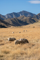 New Zealand backcountry farm with sheep, golden fields and mountains