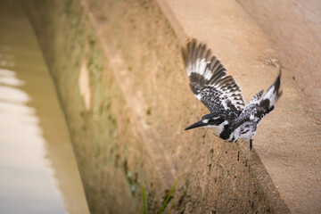 Pied Kingfisher Bird Flying Over Wall by Water