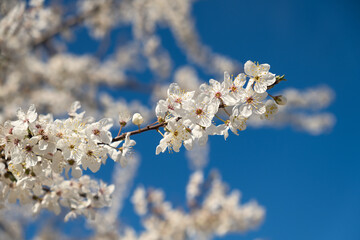 Blooming cherry plum tree in the spring garden. Blue sky and white flowers. Spring atmospheric background in sunlight. The concept of awakening nature, tenderness, romance. Bottom view. Spring design