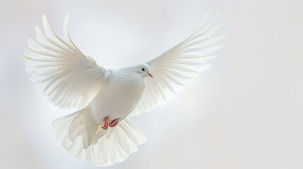 A white dove is flying in the air - obrazy, fototapety, plakaty
