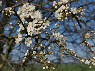 Dense white flowering spring branch of blackthorn tree, also called sloe, latin name Prunus Spinosa, sunlit by morning sunshine. 