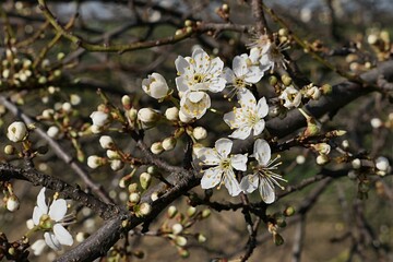 Spring white flowering branch of Blackthorn tree, also called Sloe, latin name Prunus Spinosa, sunbathing in morning sunshine