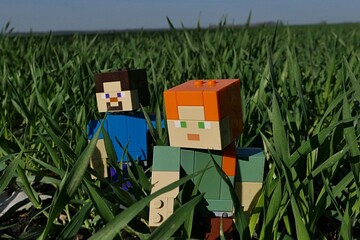 Obraz premium LEGO Minecraft figures of Steve and Alex struggle through green wheat sprouts foliage on agricultural field during march early spring season, sunlit by morning sunshine. 