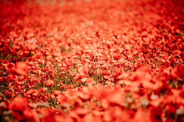 Field blossoming poppies. Poppy field.