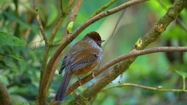 Taiwan Barwing an endemic bird of Taiwan perched on a branch