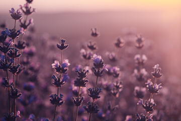Lavender flower background. Violet lavender field sanset close up. Lavender flowers in pastel...