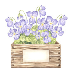 Violets with leaves in wooden box with label. Spring garden flower. Isolated hand drawn watercolor botanical illustration. Floral drawing template for card, Mothers day, 8 March, sticker, embroidery.