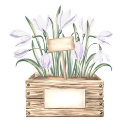 Snowdrops with leaves in wooden box with label. Spring wild flowers. Isolated hand drawn watercolor botanical illustration. Floral drawing template for card, Mothers day, 8 March, sticker, embroidery.