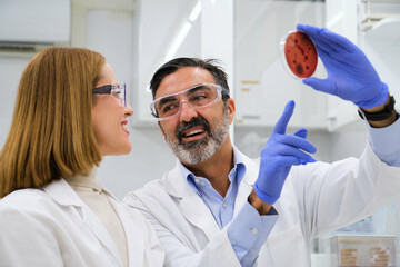 Two researchers examining micro organisms in Petri dish at a pharmacy laboratory. Scientific...