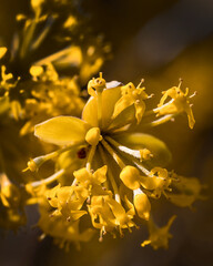 Gelbe Blüten einer Kornelkirsche im Garten