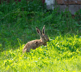 rabbit in the grass