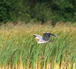 Gery heron fiying low