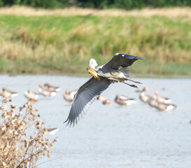 Red heron with fish