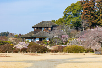 日本の風景・春　日本三名園　水戸の偕楽園の梅
